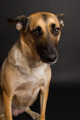 A Beautiful German Sheppard. Animal portrait against black background.