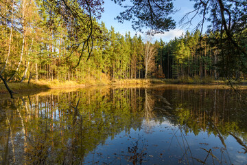 trees reflecting in surface of small pond in middle of forest