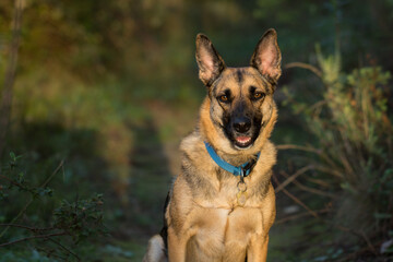 Portrait of beautiful German Sheppard dog, walking in a beautiful magical mountain forest with warm sunbeams sun’s rays light with flare illuminating the subject.