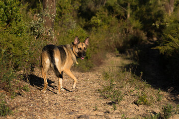 Portrait of beautiful German Sheppard dog, walking in a beautiful magical mountain forest with warm sunbeams sun’s rays light with flare illuminating the subject.