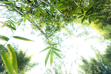  bamboo forest background in nature