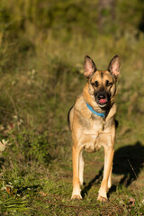 Portrait of beautiful German Sheppard dog, walking in a beautiful magical mountain forest with warm sunbeams sun’s rays light with flare illuminating the subject.