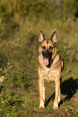 Portrait of beautiful German Sheppard dog, walking in a beautiful magical mountain forest with warm sunbeams sun’s rays light with flare illuminating the subject.