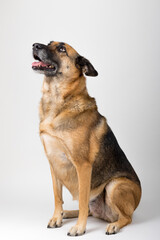 A Beautiful German Sheppard. Animal portrait against white background.