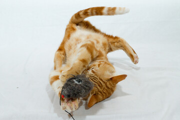 Obraz premium A Beautiful Domestic Orange Striped cat Jumping and playing with a toy mouse, mid-air in strange, weird, funny positions. Animal portrait against white background