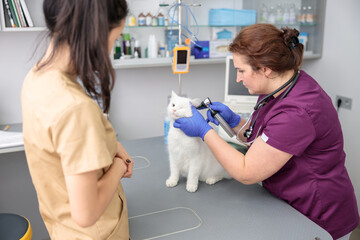 confident doctor is doing medical treatment of a cat in modern veterinary clinic