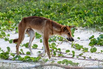 Wilder Dingo auf Fraser Island, Queensland, Australien