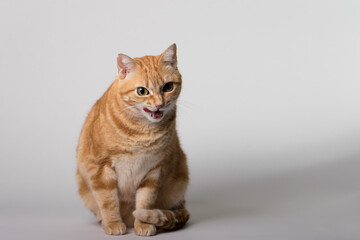 A Beautiful Domestic Orange Striped cat sitting in strange, weird, funny position. Animal portrait against white background.