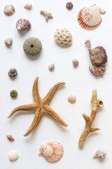 Fototapeta na wymiar Various shells and corals on a white backdrop. Natural marine theme background with copy space.