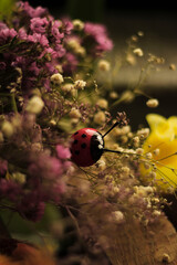 ladybug on a flower © Лусине Хачатрян
