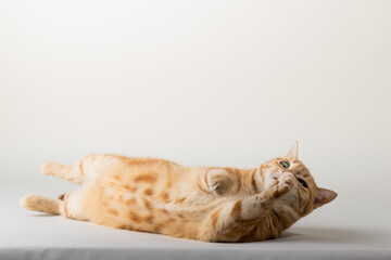 A Beautiful Domestic Orange Striped cat laying down and cleaning itself tongue out in strange, weird, funny positions. Animal portrait against white background.