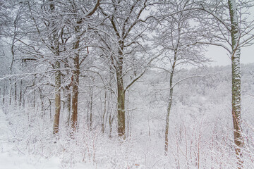 Bright winter landscape with snow covered trees