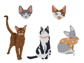 Set of cats with decorative elements