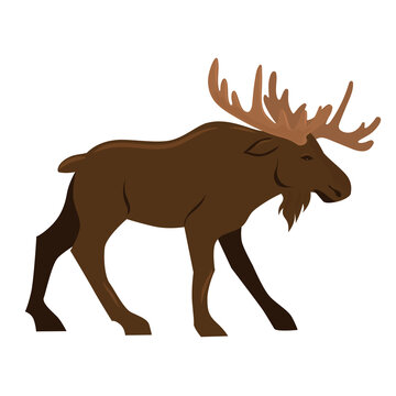 Elk isolated on a white background. Vector graphics.