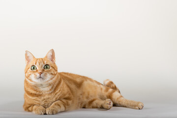 A Beautiful Domestic Orange Striped cat laying down and stretching in strange, weird, funny positions. Animal portrait against white background.