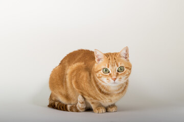 A Beautiful Domestic Orange Striped cat sitting in strange, weird, funny position. Animal portrait against white background.