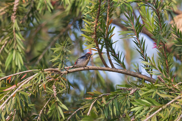  scarlet-backed flowerpecker (Dicaeum cruentatum) at urban garden of Kolkata, India