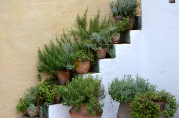 Herbes aromatiques provençales