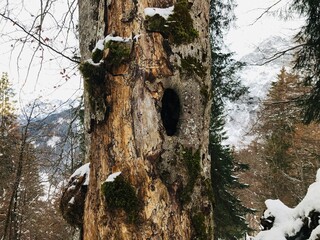 Baumloch