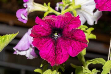 Close up of raspberry cherry petunia flower with veins on petals
