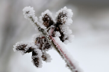 Hintergrund frostiger Wintereinbruch - Nahaufnahme von Früchten des Pfaffenhütchens mit Eiskristallen und Schnee bedeckt