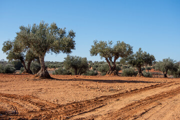 Bonito olivar mediterraneo en el monte