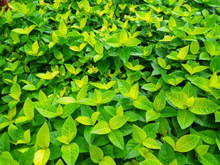 green leaf, photo for background
