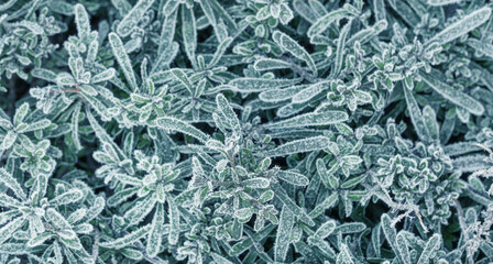 background with frozen plants covered with frost