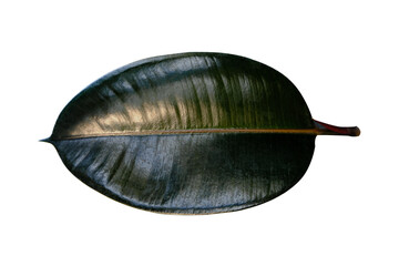 closeup Leaf Rubber Plant