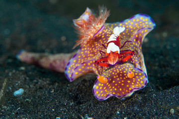 Fototapeta na wymiar Emperor shrimp riding ceratosoma nudibranch 