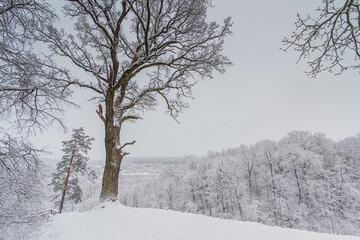 Bright winter landscape with snow covered trees