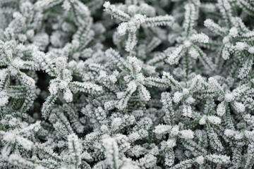 Naklejka na ściany i meble background with frozen plants covered with frost