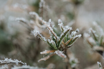 background with frozen plants covered with frost