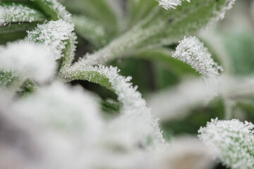 background with frozen plants covered with frost