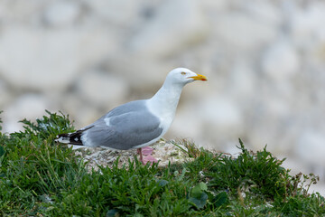  herring gull, Larus argentatus