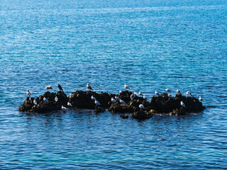 Cormoranes y gaviotas en las rocas costeras de la costa de Mijas