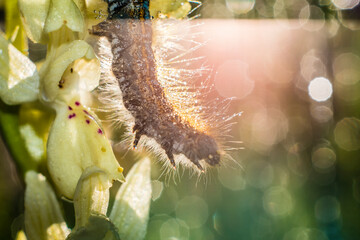 caterpillar on the flower in the meadow
