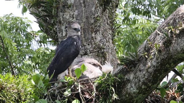 Harpy Eagle (Harpia harpyja) in Ecuador, south America