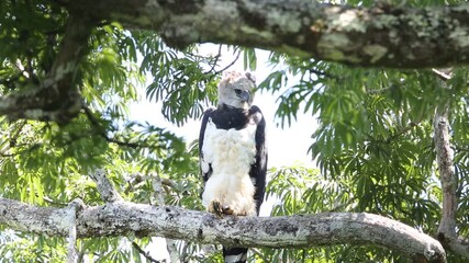 Harpy Eagle (Harpia harpyja) in Ecuador, south America