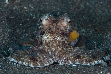 Coconut octopus - Amphioctopus marginatus