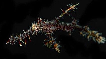 Colorful portait of ornate ghost pipefish - Solenostomus paradoxus