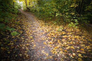autumn in the forest yellow leaves path