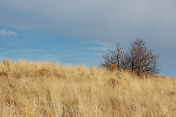 Autumn yellowed herbs. Beautiful nature photo.