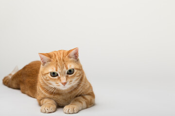 Fototapeta premium A Beautiful Domestic Orange Striped cat sitting in strange, weird, funny position. Animal portrait against white background.
