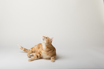 A Beautiful Domestic Orange Striped cat laying down in strange, weird, funny positions. Animal portrait against white background.