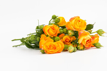 Beautifull orange roses isolated on white background. Copy space