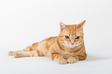 A Beautiful Domestic Orange Striped cat laying down in strange, weird, funny positions. Animal portrait against white background.