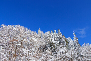 冬の森林　雪山　風景　秋田県　1月