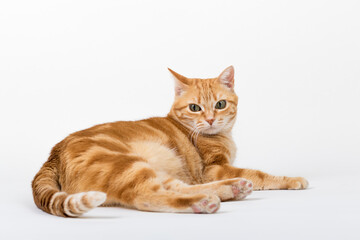 A Beautiful Domestic Orange Striped cat laying down in strange, weird, funny positions. Animal portrait against white background.