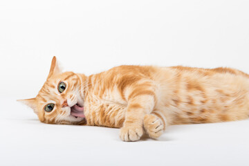 A Beautiful Domestic Orange Striped cat laying down and cleaning itself tongue out in strange, weird, funny positions. Animal portrait against white background.